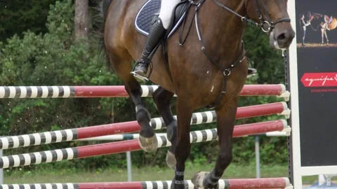 4 Year Old Colt For Sale